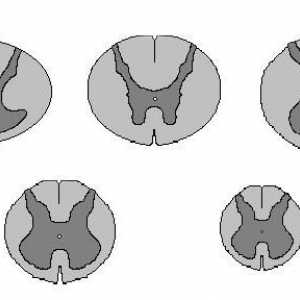 Сегменти на гръбначния мозък. Функции на гръбначния мозък
