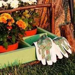 Тайните на градинарството: Есенна работа в градината и зеленчукова градина