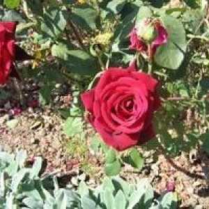 Тайните на градинарството: Пресаждане на рози през есента