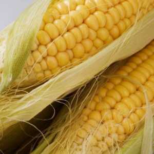 Семейни зърнени храни: характеристики, признаци, плод, представители