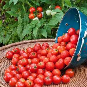 Семена от домати: най-продуктивните сортове, рецензии