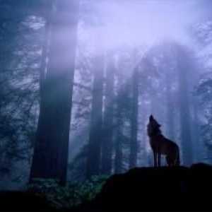 Серията "Wolf Lake" е сложно съчетание от мистицизъм и романтика