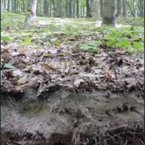 Сиви горски почви: характеристики, условия на образуване, свойства