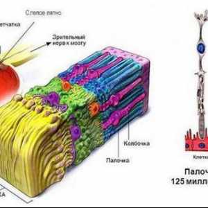 Ретина: функции и структура. Функции на ретината
