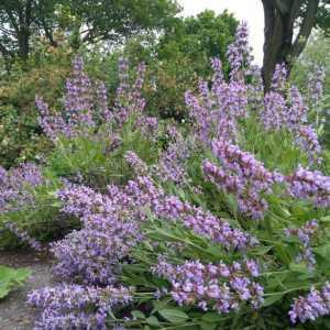 Salvia officinalis: описание и полезни свойства