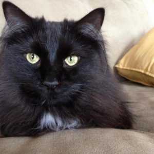 Chantilly Tiffany: снимка и описание на породата котка