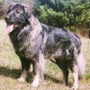 Sharplaninskaya овчарско куче. Описание на породата