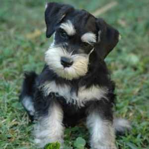 Puppy Zwergschnauzer: цвят, тегло. Как да храня кученце на миниатюрен шприц?