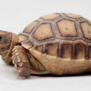 Безконечна костенурка: снимка, съдържание вкъщи