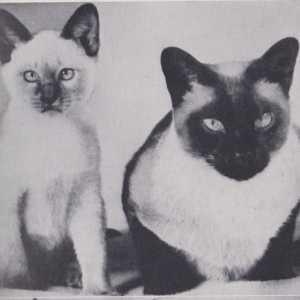 Сиамски котки: снимка, описание на порода и характер, рецензии на собственици