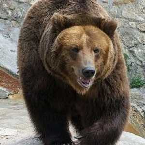 Символи на Русия: мечка. Защо мечката е символ на Русия? Символи на Русия - снимка