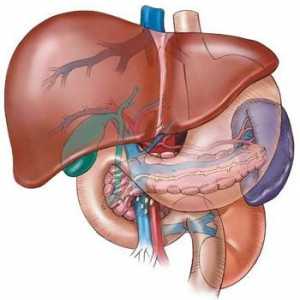 Синдром на портална хипертония: причини, симптоми и методи на лечение