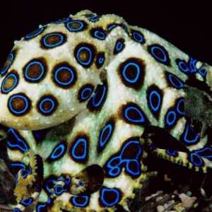Октопод със синя корона: описание на вида, местообитание, размножаване и съдържание в аквариума