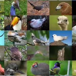 Систематика на птиците: цели и цели, модерни отряди на птици