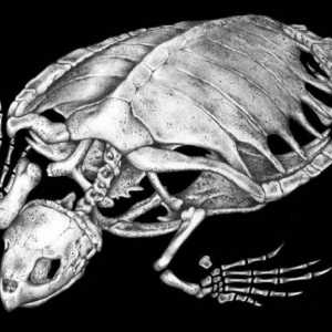 Скелет от костенурки: характеристики на структура и снимка