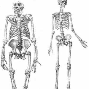 Скелет на долните крайници на човека: структура и функции