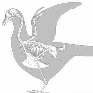 Скелет на птица: особености на структурата