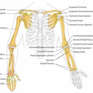 Човешки скелет: структура. Скелет на човешка ръка