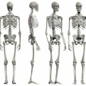 Скелет на животни: общи характеристики и снимки