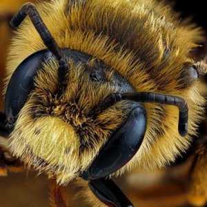 Колко очи имат пчелите? Facet и фотографска визия