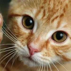 Колко нокти има котка на лапите си?
