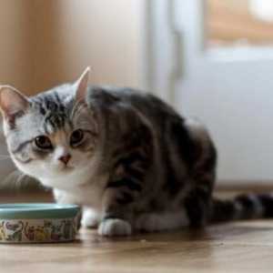 Колко може котка да живее без храна и вода?