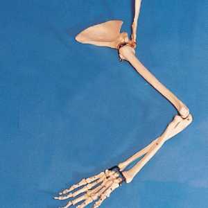 Колко кости са в ръцете на човека? Разбираме заедно