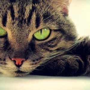 Колко котката изчезва от анестезията след кастрация? Кастрация на котки: възраст и последици