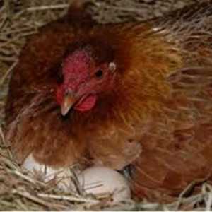 Колко пиле седи на едно яйце и какво трябва да прави един птица, когато купчина седи на яйца?