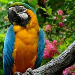 Колко години папагалът живее у дома?
