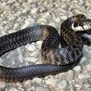 Колко години змията живее в плен и в дивата природа?