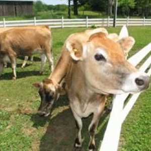 Колко мляко дава крава на ден и от какво зависи добивът на мляко?