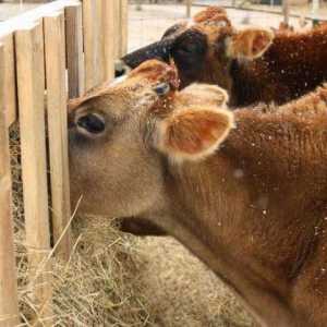 Колко сено трябва да има крава за зимата? Характеристики на отглеждането на животни