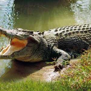 Колко зъба има крокодил? И други интересни факти