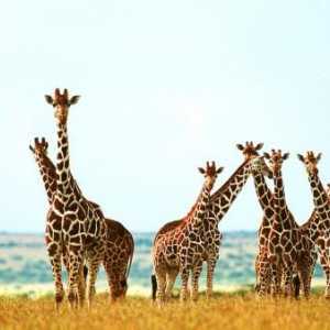 Колко жирафи имат шийните прешлени? Отговорът е тук!