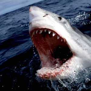 Колко струва акула: рейтингът на най-много