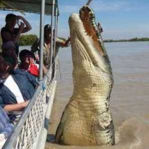 Колко тежи крокодила? Най-малкият и най-големият крокодил. Колко крокодили живеят