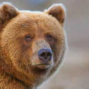 Колко тежи средно мечката? Коя мечка е най-голямата? Кой е повече - кафява или полярна мечка?