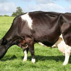 Колко стомаха в кравите: характеристики на храносмилането