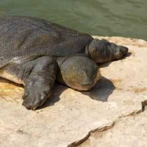 Колко дълго костенурката наистина живее?