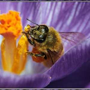 Колко време живее пчелата и защо зависи нейната продължителност?