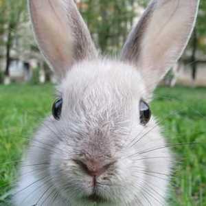 Колко живи декоративни зайци у дома? Какво влияе върху продължителността на живота им?