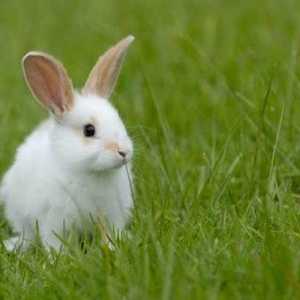 Колко живеят зайци от различни видове - характеристики и интересни факти