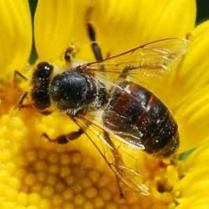 Колко пчели живеят в природата