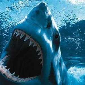 Колко зъба има акула? Преброяването не е подлежащо