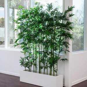 Растежът на бамбук, правилата за засаждане и грижи, характеристиките на отглеждането