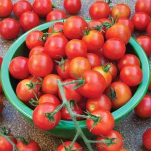Сладки сортове домати: отзиви. Сладки сортове домат за оранжерии