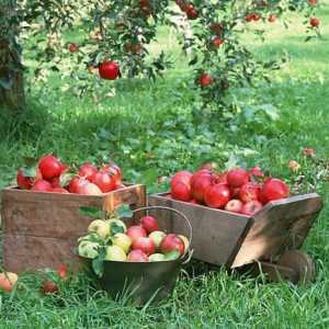 "Слава на победителите" е разнообразието от ябълки. Описание и характеристики на сорта