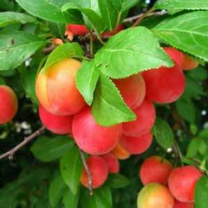 Plum-Cherry hybrid: сортове и рецензии