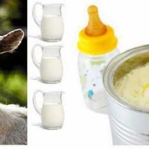 Смеси на козе мляко: ревюта, цена и състав. Какви са предимствата на смесите от козе мляко?